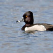 Ring-necked Duck